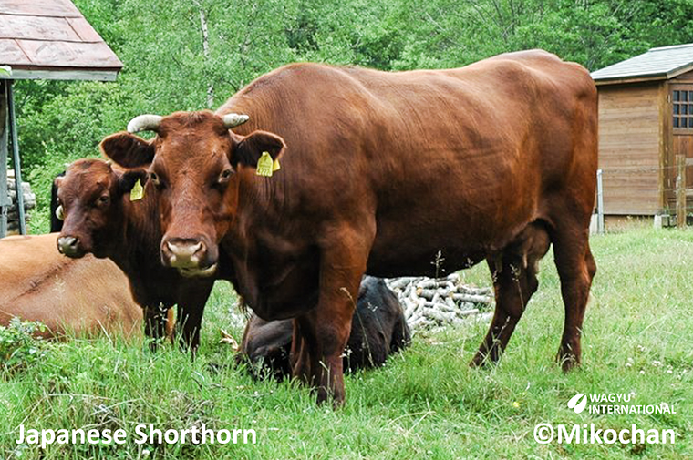 Photo of Japanese Shorthorn cow also called Shorthorn Wagyu